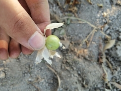Physalis philadelphica