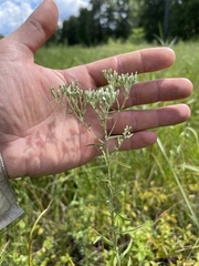 Eupatorium linearifolium