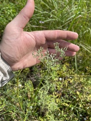 Eupatorium linearifolium
