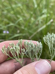 Eupatorium linearifolium