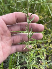 Eupatorium linearifolium