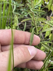 Eupatorium linearifolium