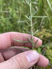 Eupatorium linearifolium