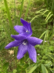 Platycodon