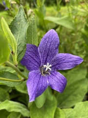 Platycodon
