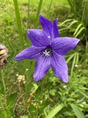 Platycodon