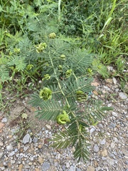 Desmanthus illinoensis