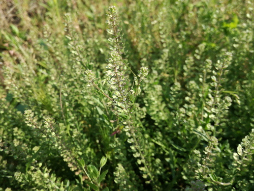 Žerucha (Lepidium)