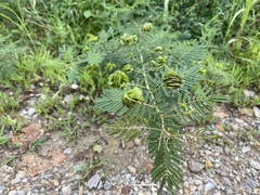 Desmanthus illinoensis