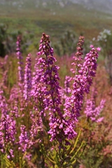 Erica lateralis
