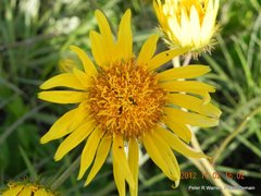 Berkheya speciosa speciosa