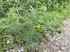 Desmanthus illinoensis