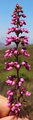 Erica lateralis