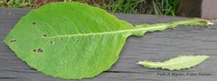 Berkheya speciosa speciosa