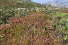 Erica lateralis