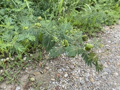 Desmanthus illinoensis