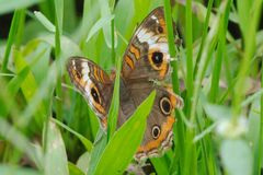Junonia zonalis