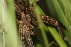 Dolomedes dondalei