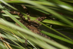 Dolomedes dondalei