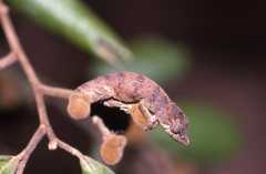 Calumma nasutum