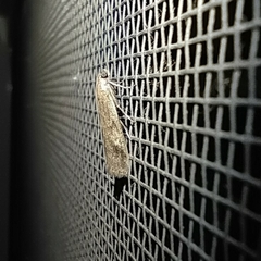 Euzophera cinerosella