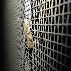 Euzophera cinerosella