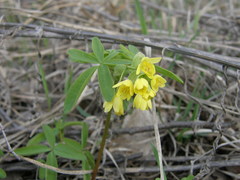 Gymnospermium odessanum