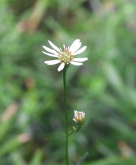 Aster rugulosus