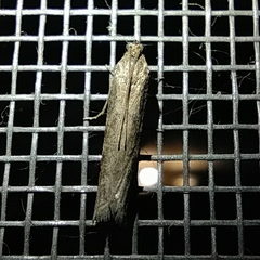 Euzophera cinerosella