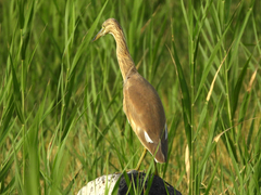 Ardeola ralloides