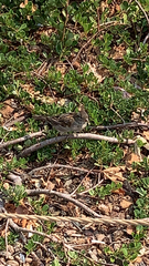 Passer domesticus