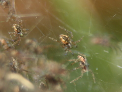Dolomedes dondalei