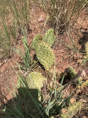 Opuntia cymochila