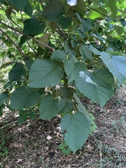 Vernicia fordii