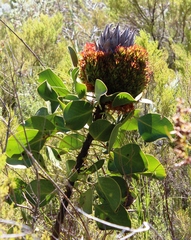Protea witches broom phytoplasma
