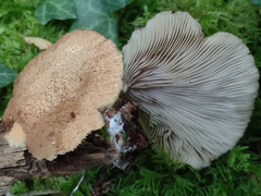 Crepidotus ehrendorferi