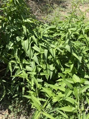 Funastrum heterophyllum