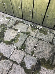 Coprinellus disseminatus