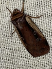 Ochropleura implecta