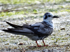 Chlidonias leucopterus