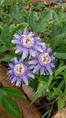 Passiflora incarnata