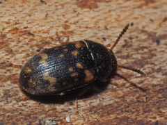Mycetophagus atomarius