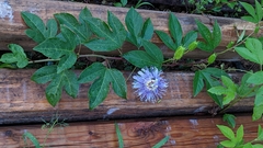 Passiflora incarnata