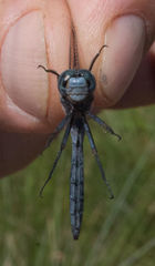 Orthetrum caffrum