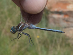 Orthetrum caffrum