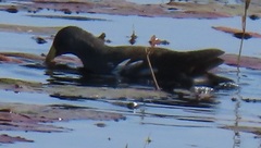 Paragallinula angulata