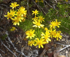 Euryops rehmannii