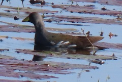 Paragallinula angulata