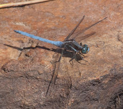Orthetrum caffrum