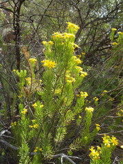 Euryops rehmannii